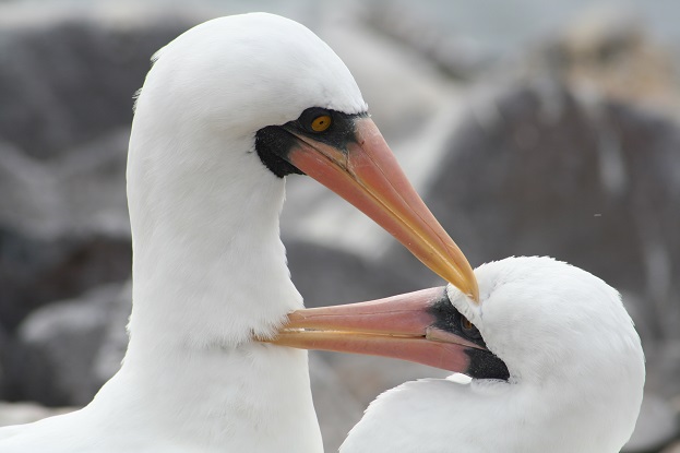 Espaňola-čtvrtý den plavby-albatros 135