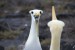 Espaňola-čtvrtý den plavby-albatros 249